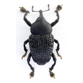 Curculionidae sp.  FROM ÓBIDOS-BRAZIL