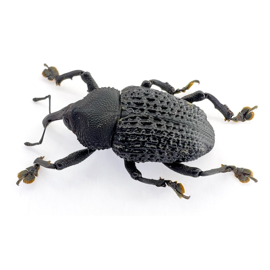 Curculionidae sp.  FROM ÓBIDOS-BRAZIL