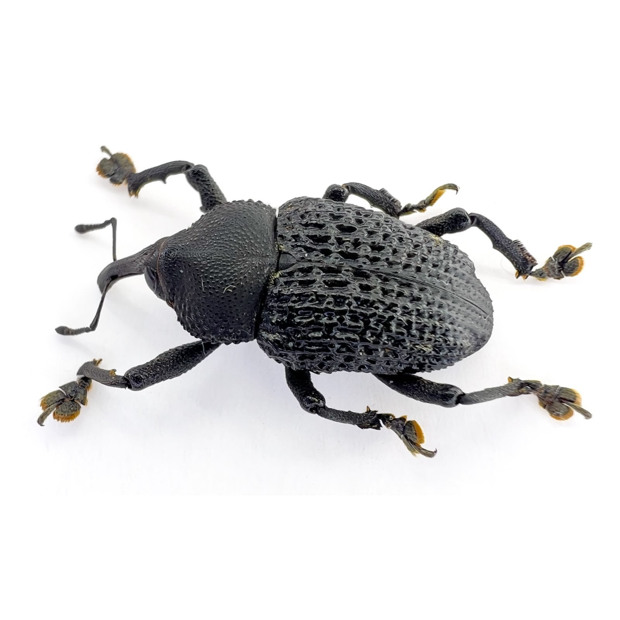 Curculionidae sp.  FROM ÓBIDOS-BRAZIL