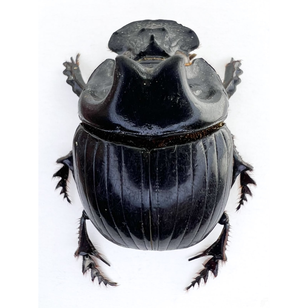 Dichotomius sp.
