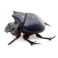 Dichotomius sp.