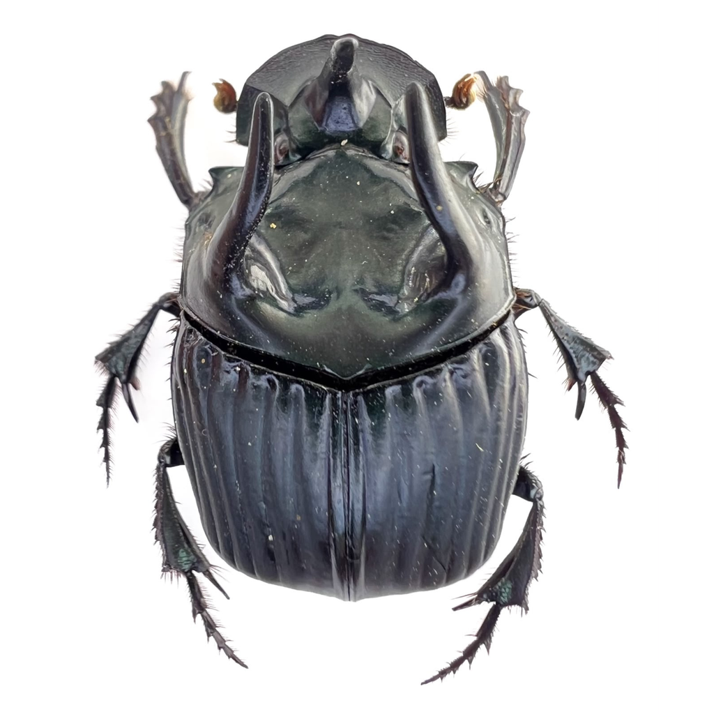 Phanaeus haroldi