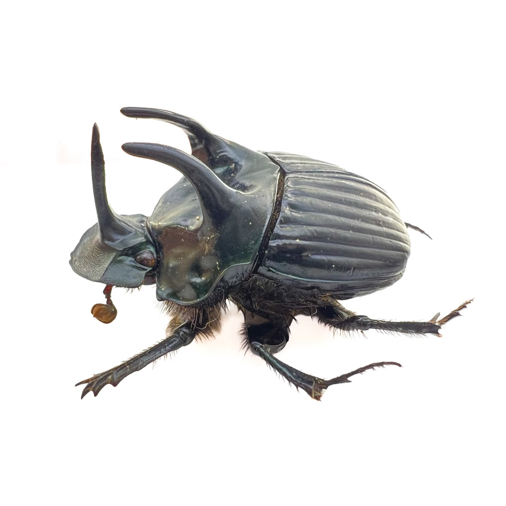 Phanaeus haroldi