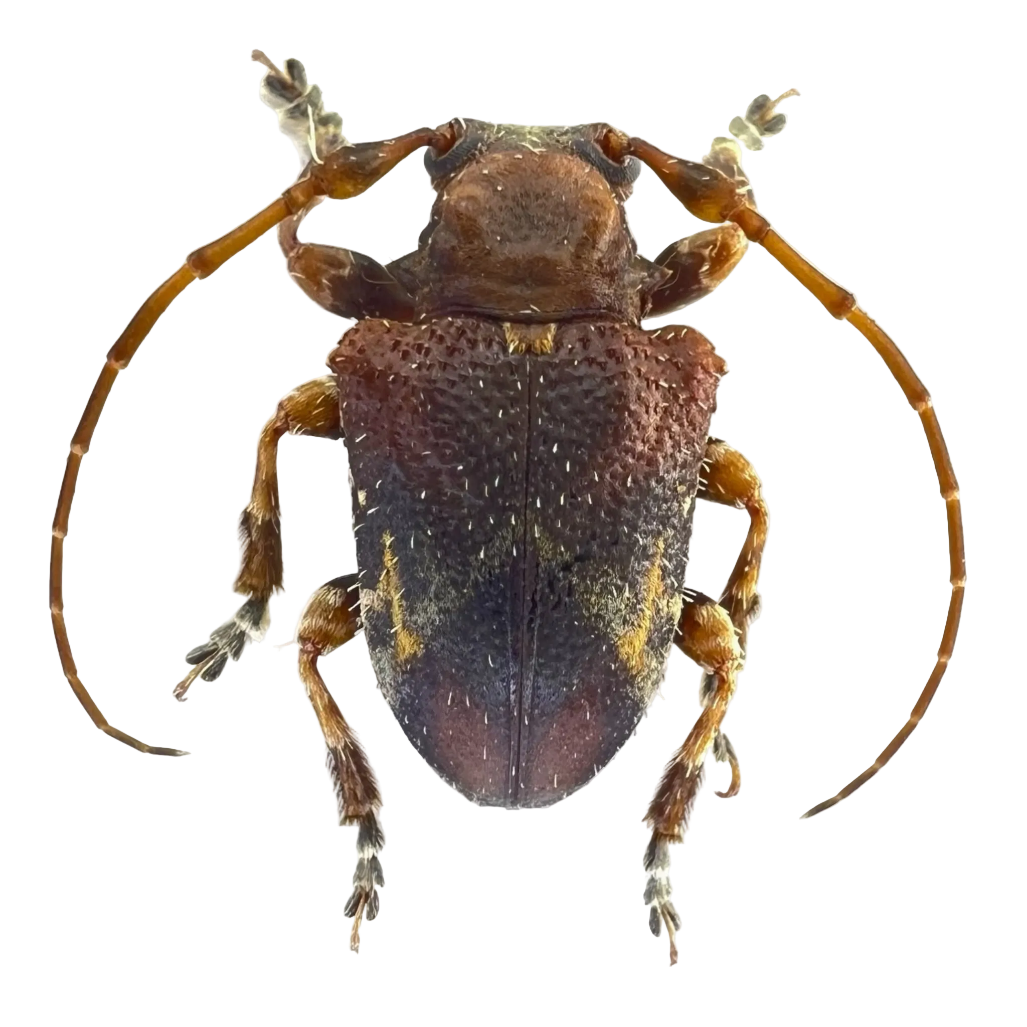 Compsosoma sp?   RARE!