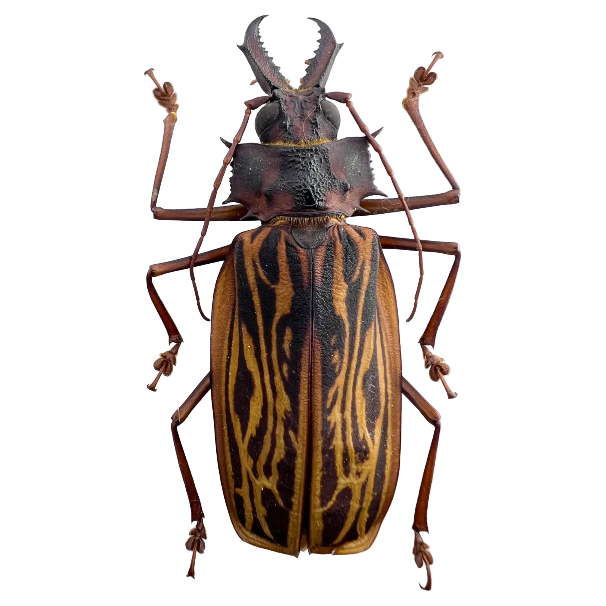 Macrodontia cervicornis
