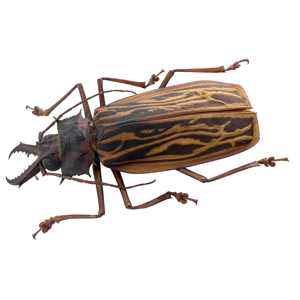 Macrodontia cervicornis