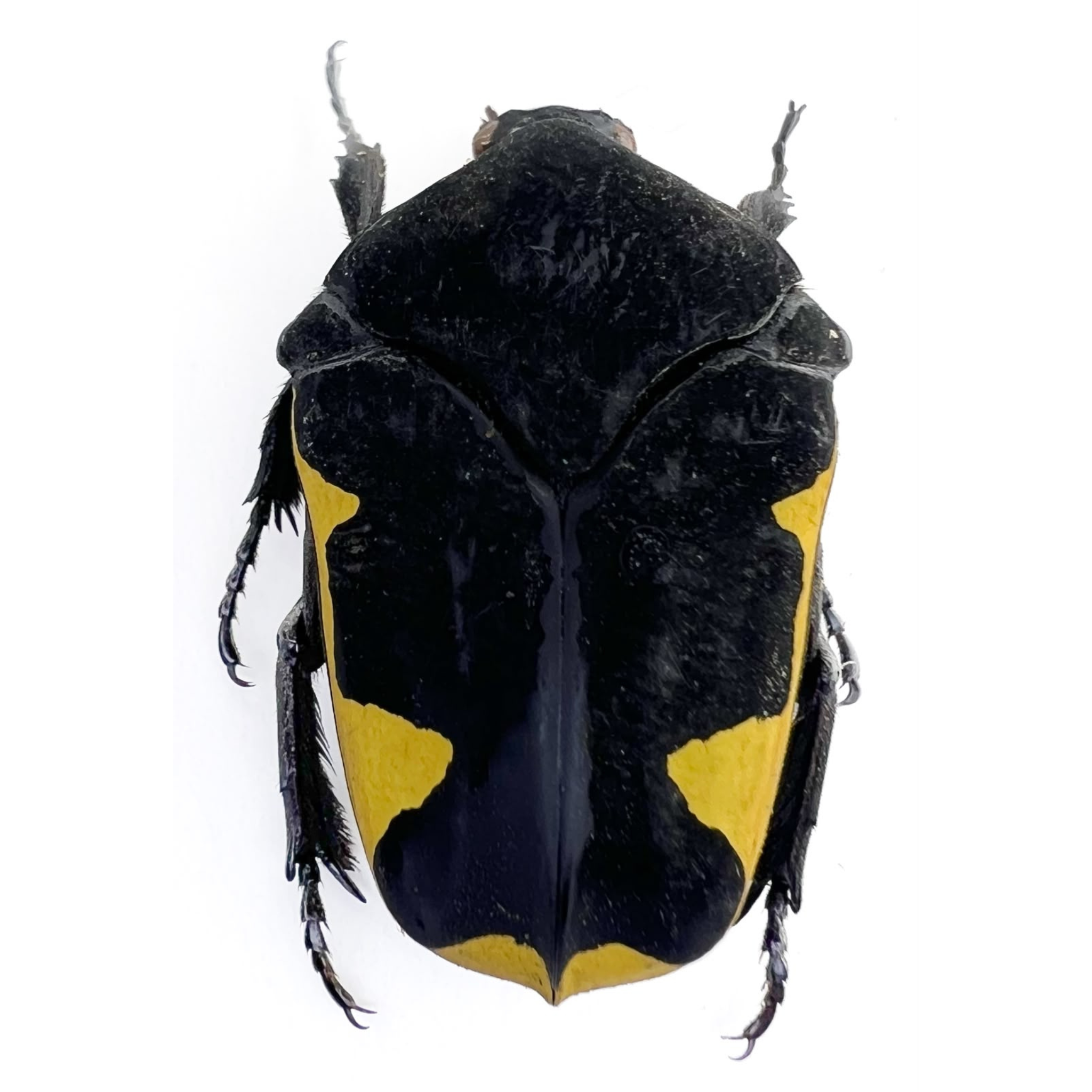 Gymnetis holosericea