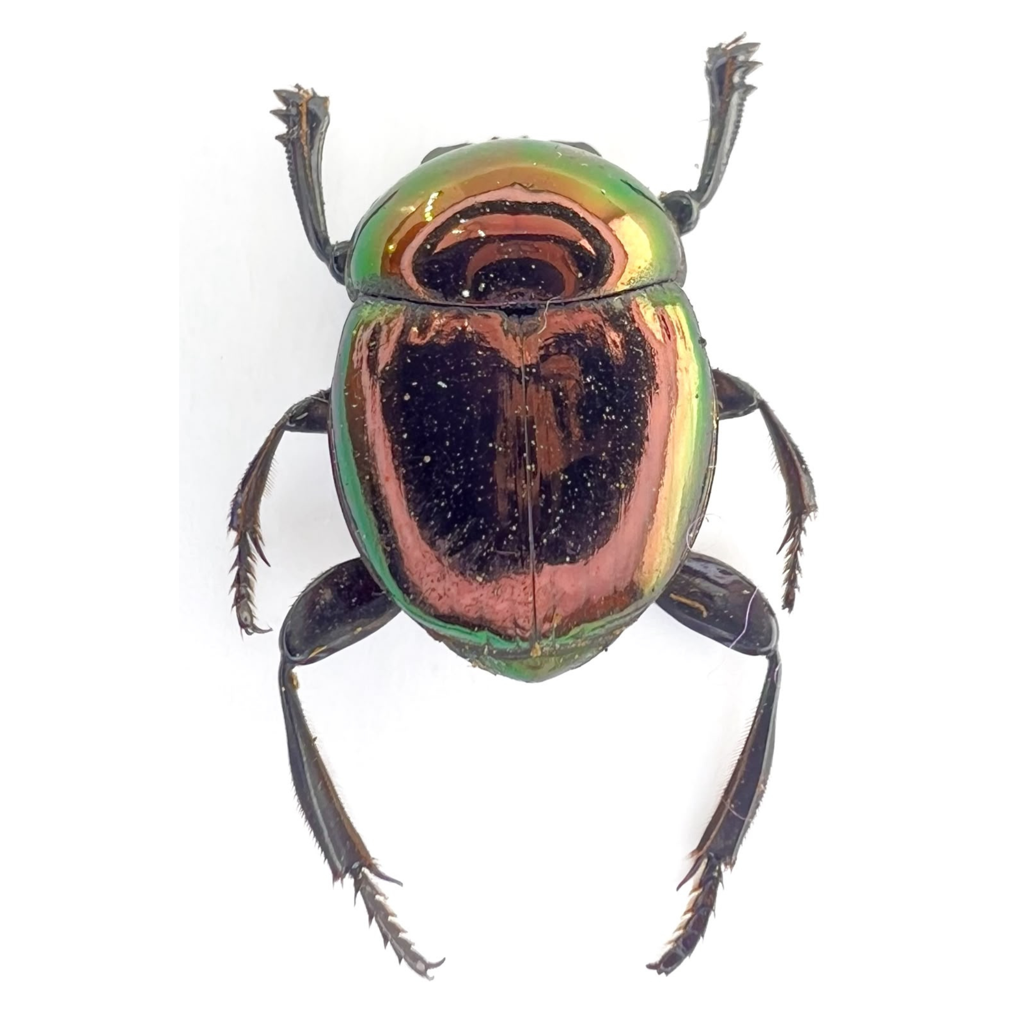 Canthon sp.