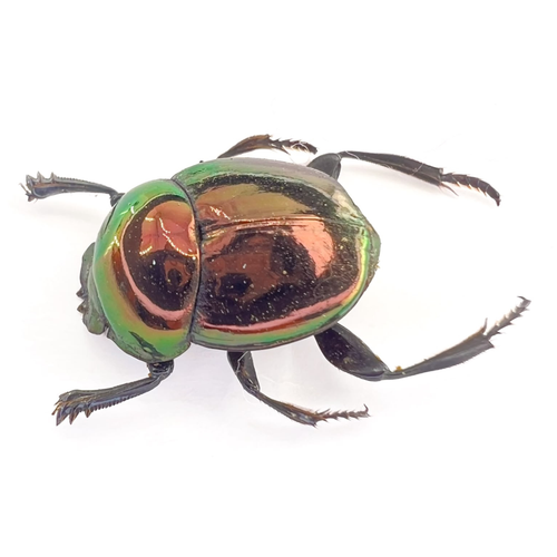 Canthon sp.
