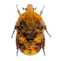 Gymnetis cupriventris sp.