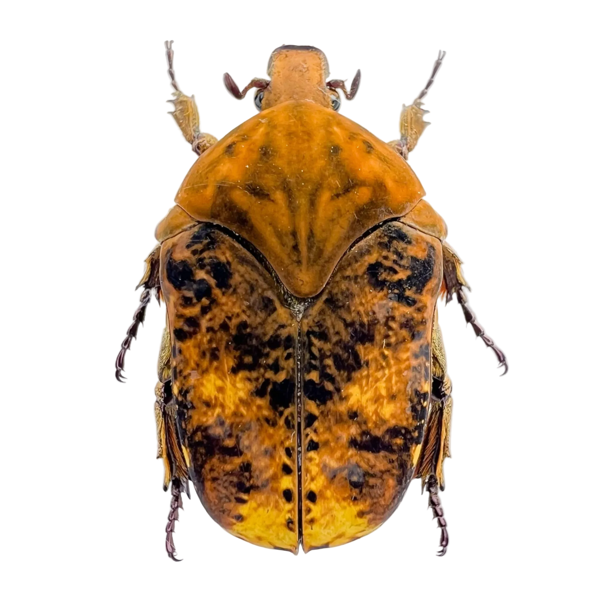 Gymnetis cupriventris sp.