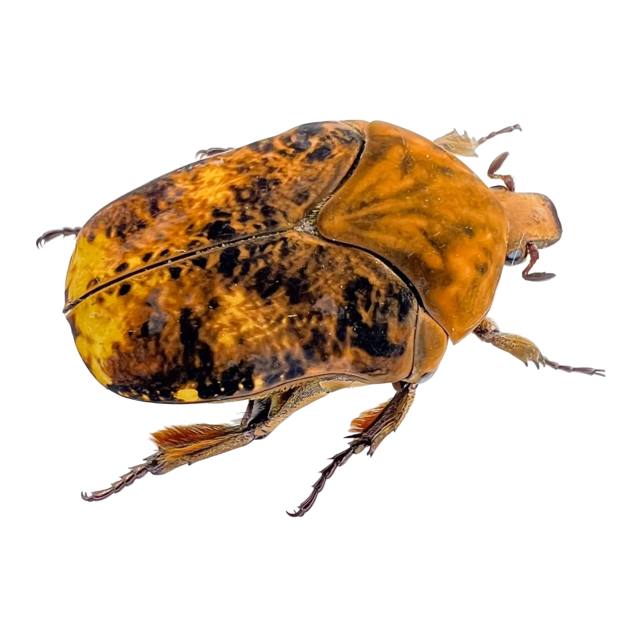 Gymnetis cupriventris sp.