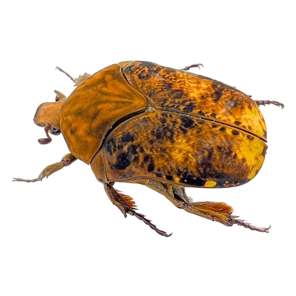 Gymnetis cupriventris sp.