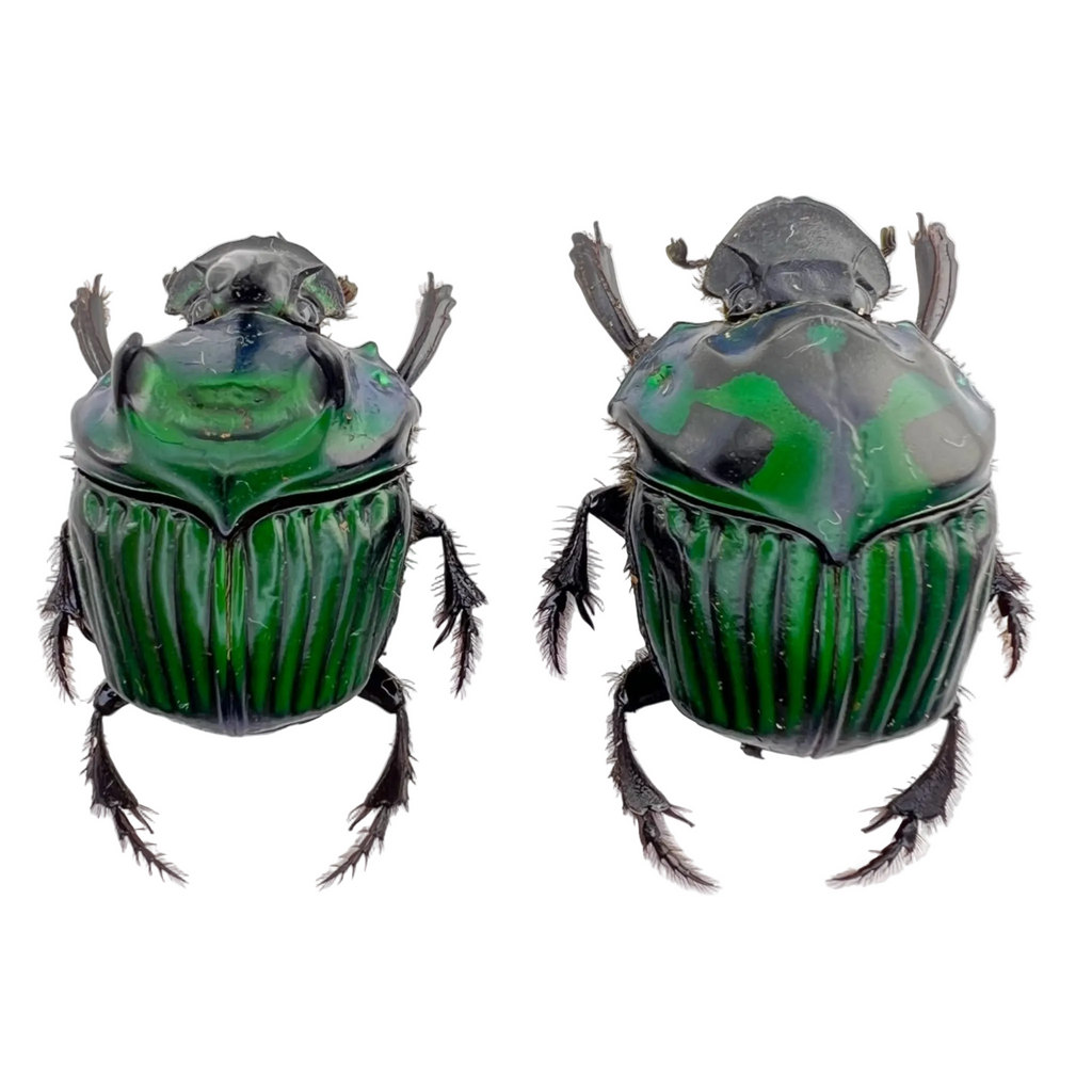 Oxysternon conspicillatum