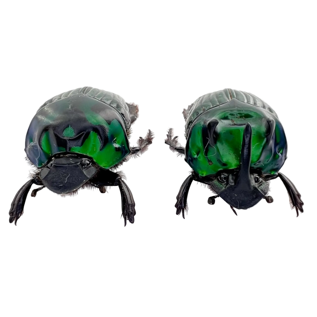 Oxysternon conspicillatum