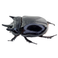 Strategus aloeus 55mm FROM ÓBIDOS/BRAZIL