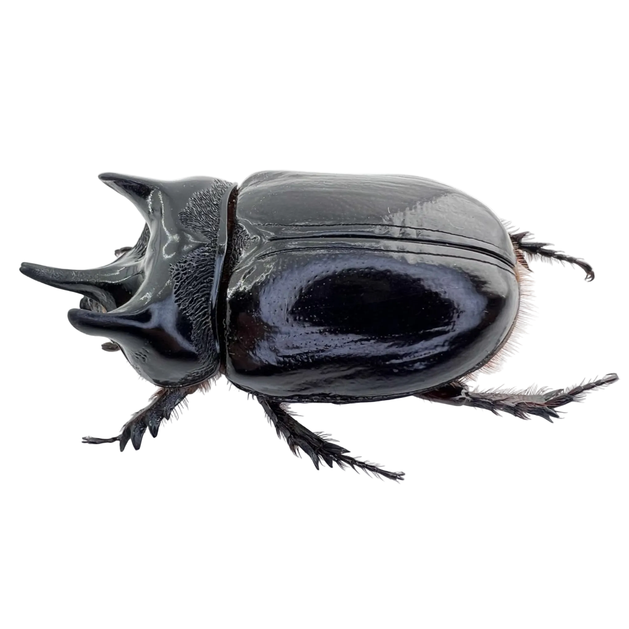 Strategus aloeus 55mm FROM ÓBIDOS/BRAZIL