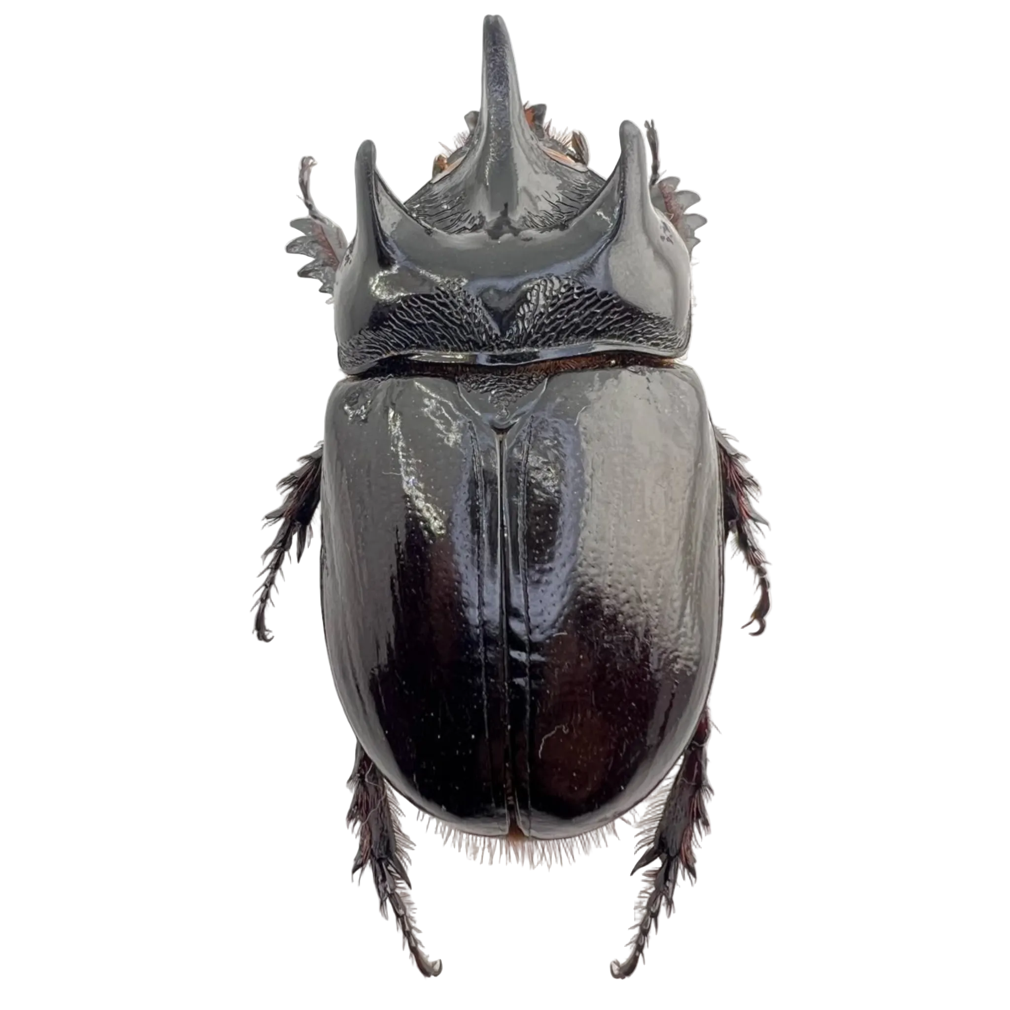 Strategus aloeus 55mm FROM ÓBIDOS/BRAZIL