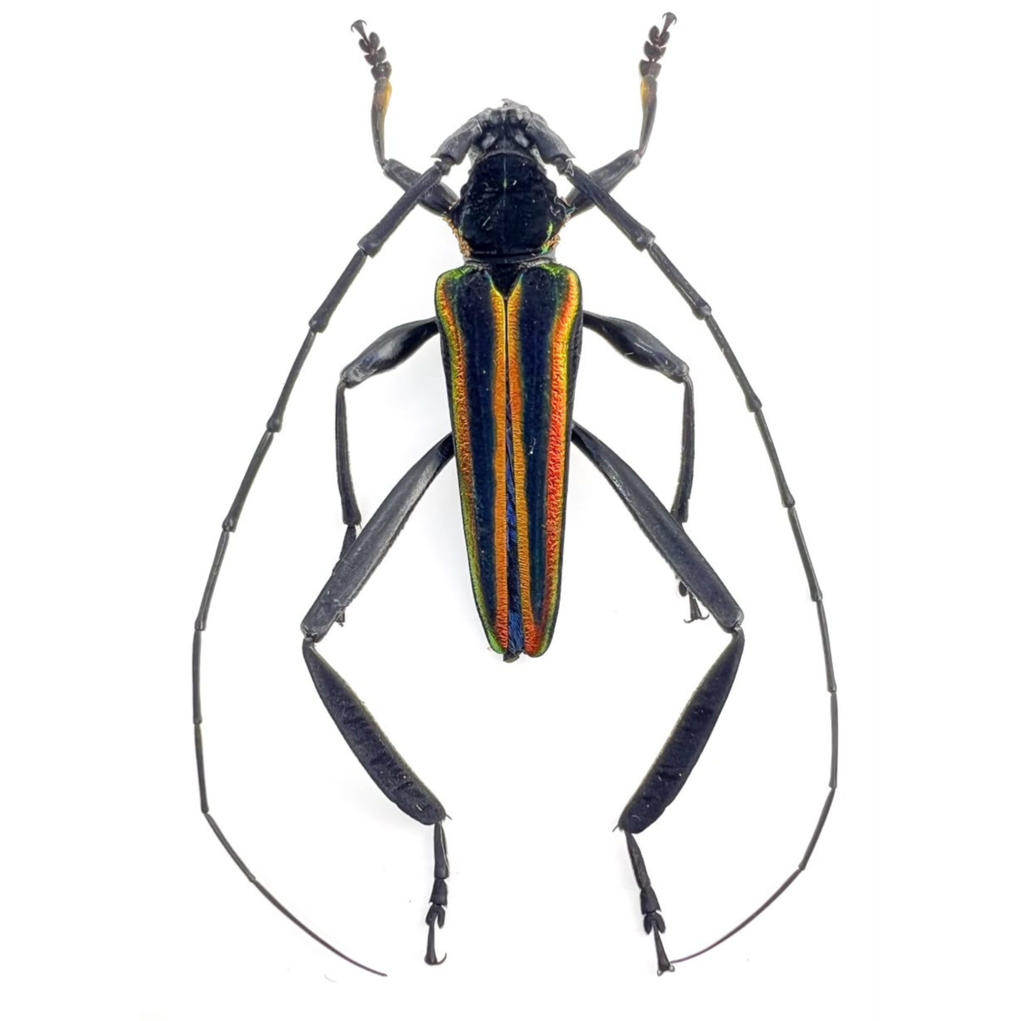 Callichroma auricomum