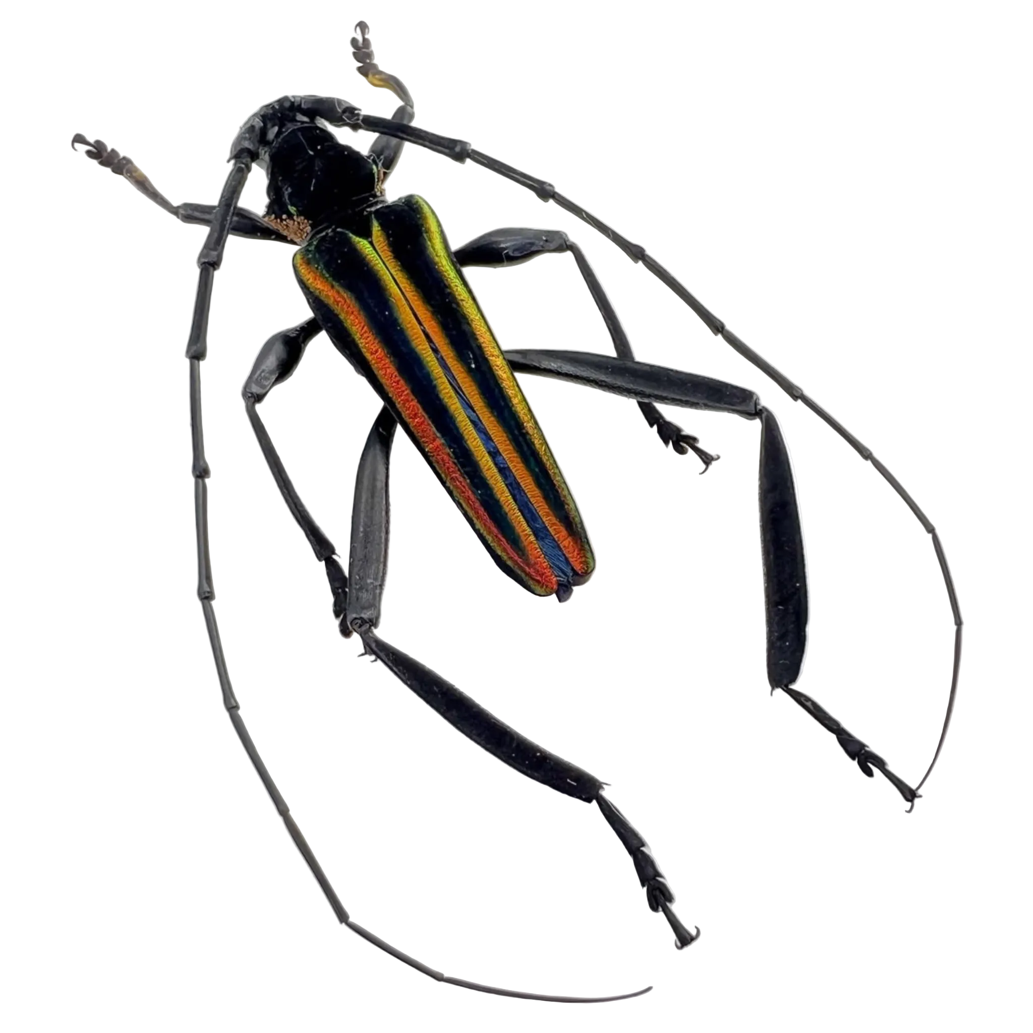 Callichroma auricomum