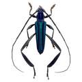 Callichroma velutinum FROM ÓBIDOS