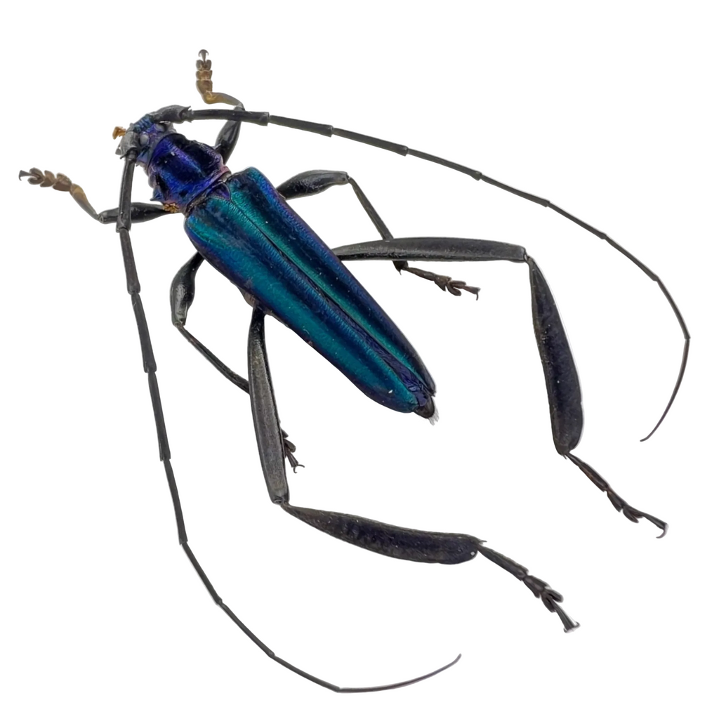 Callichroma velutinum FROM ÓBIDOS