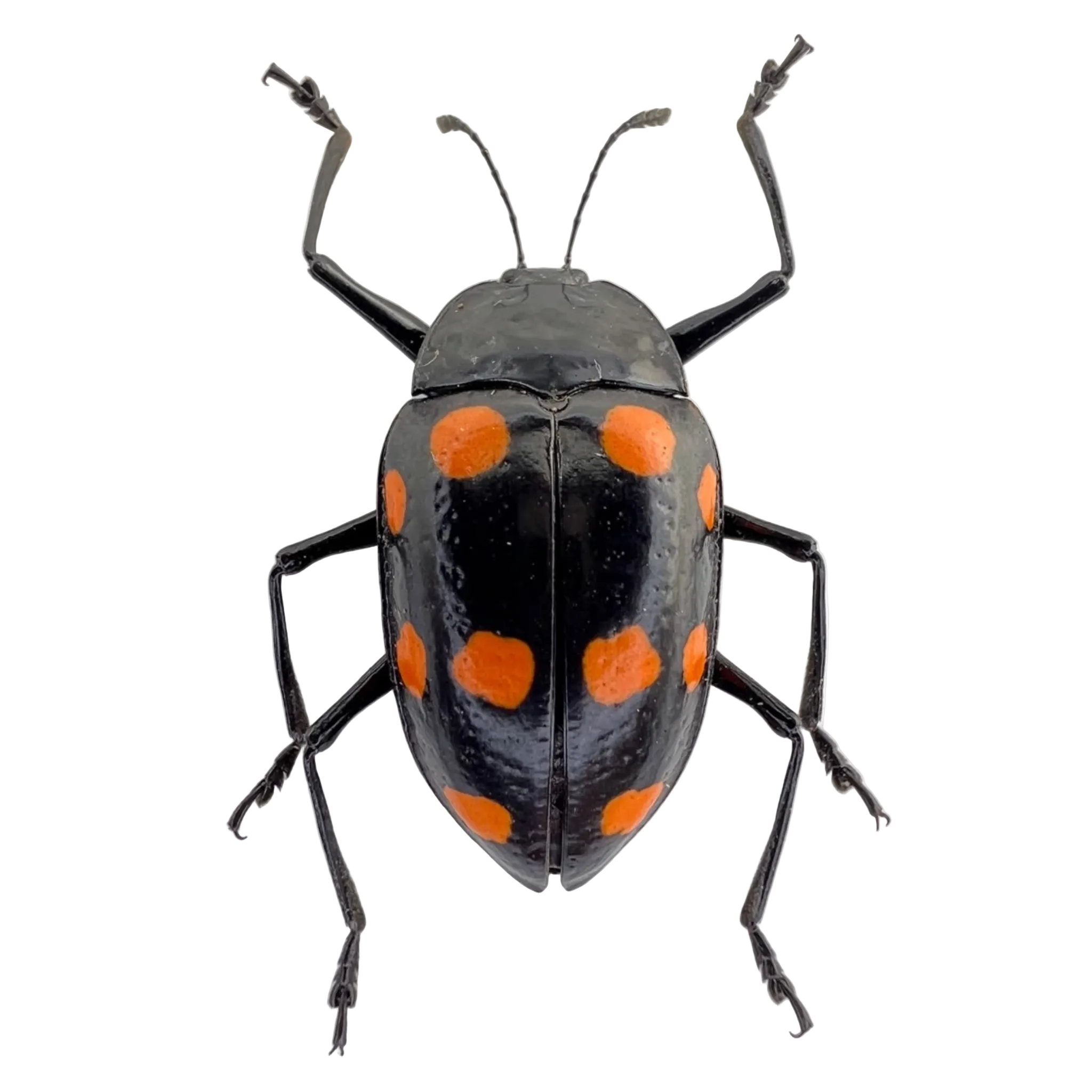 Scaphidomorphus quinquepunctatus FROM ÓBIDOS-BRAZIL