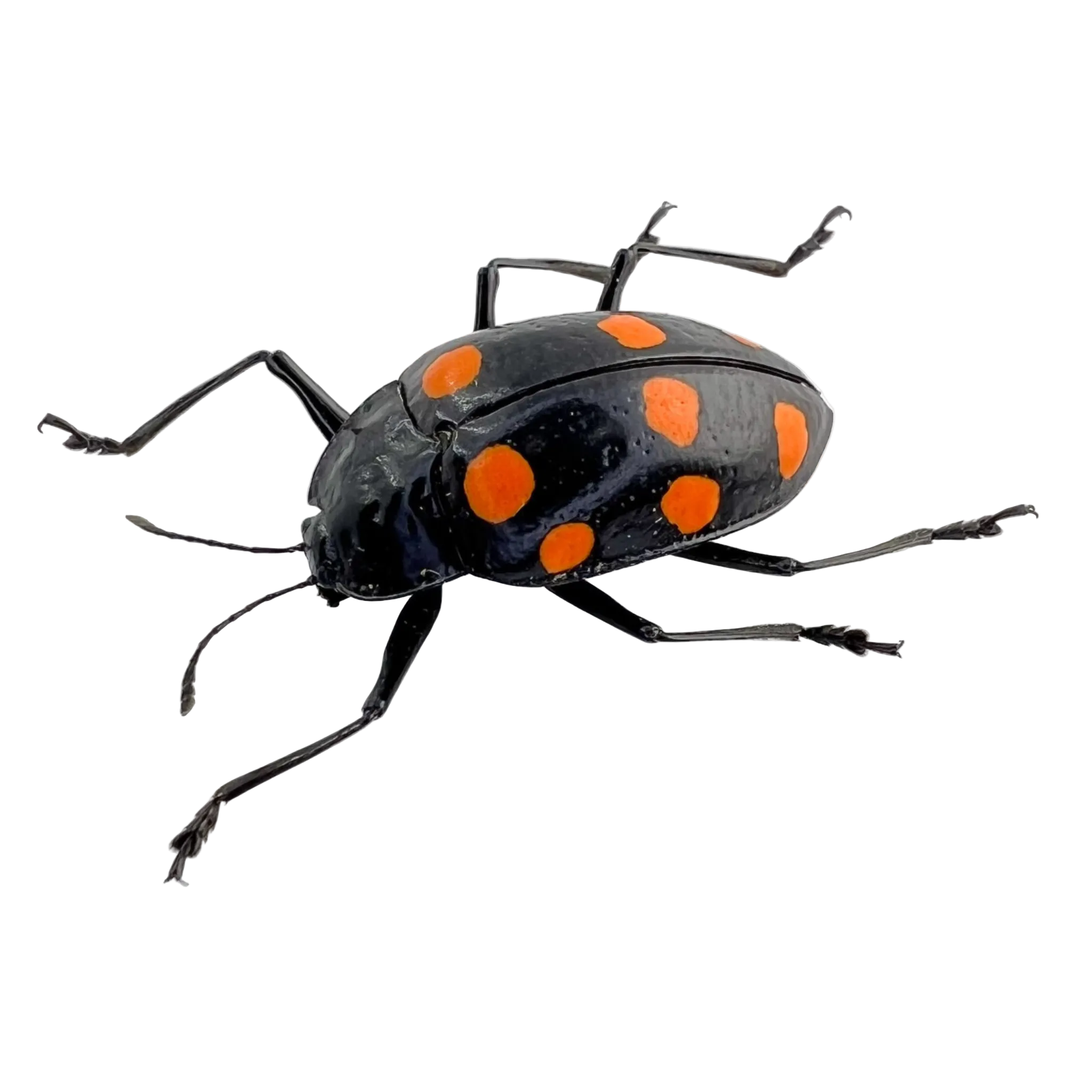Scaphidomorphus quinquepunctatus FROM ÓBIDOS-BRAZIL