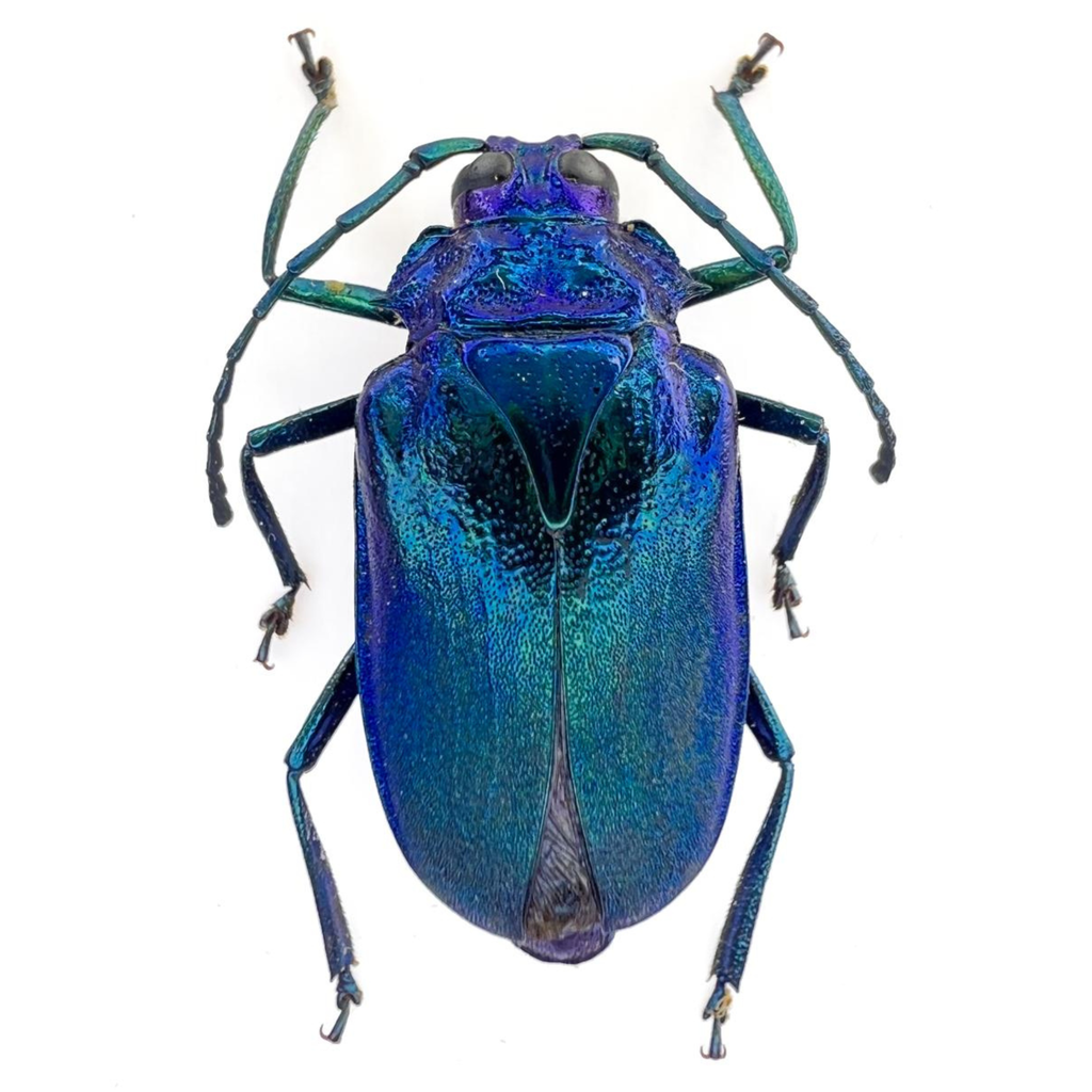 Esmeralda Laetifica female 17mm