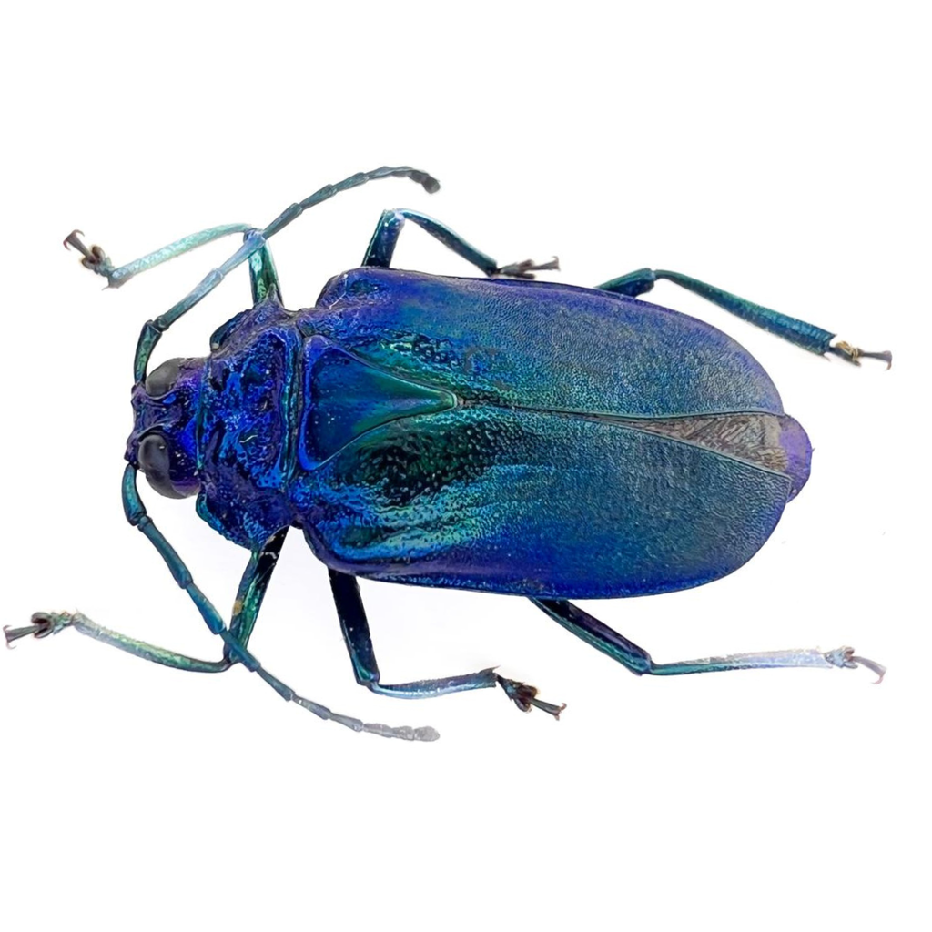 Esmeralda Laetifica female 17mm