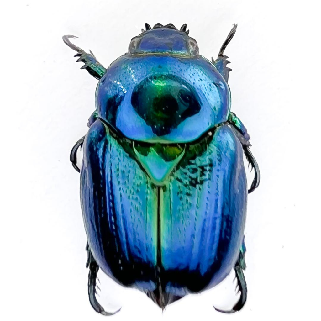 Microrutela campa 10mm