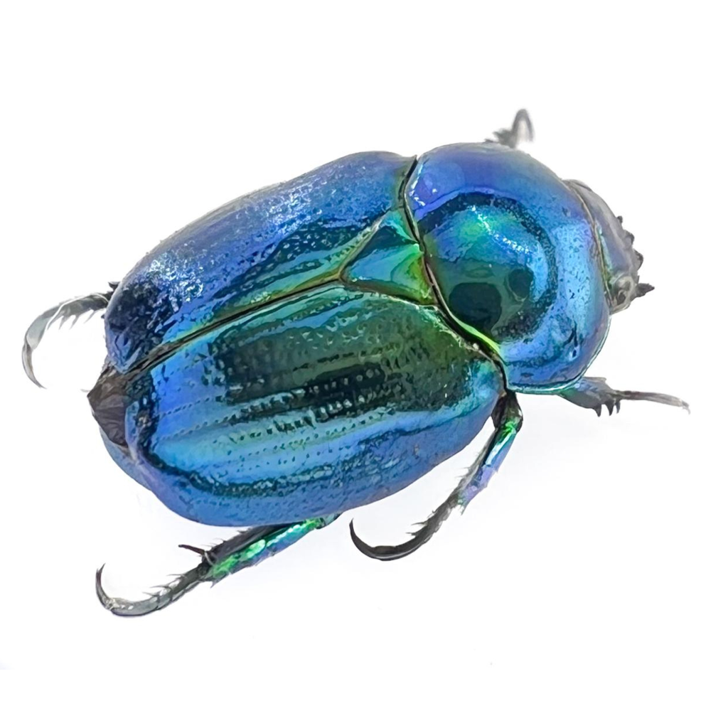 Microrutela campa 10mm