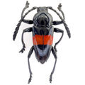 Lissonotus equestris