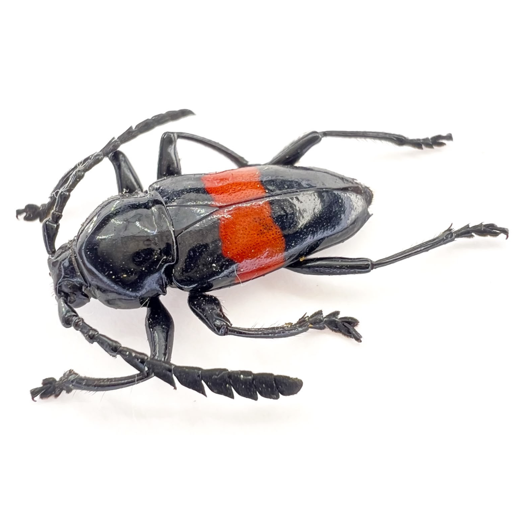 Lissonotus equestris