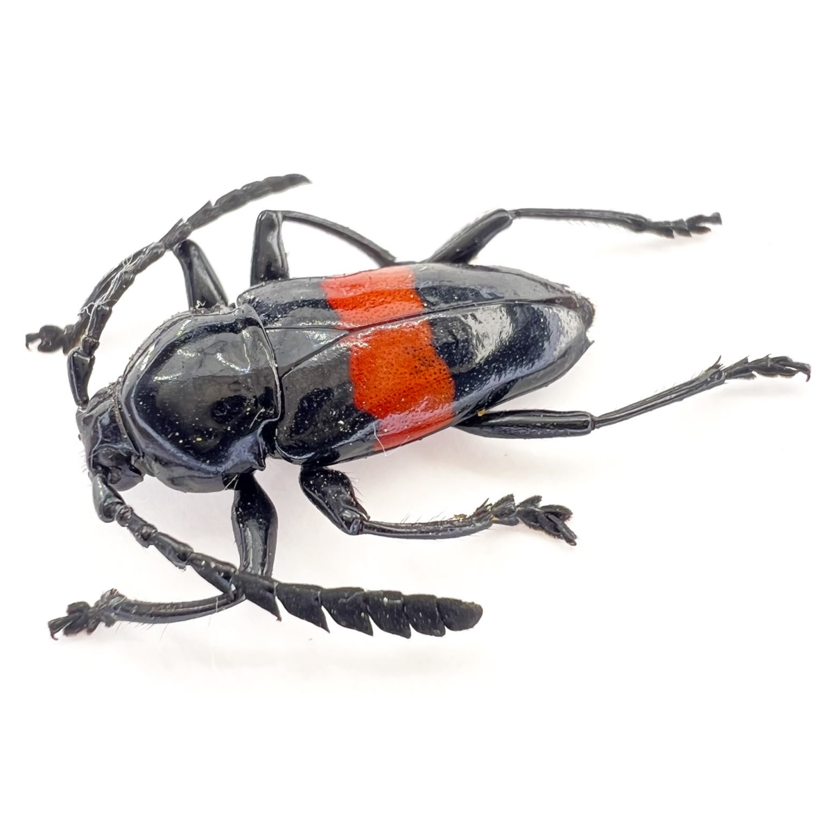 Lissonotus equestris