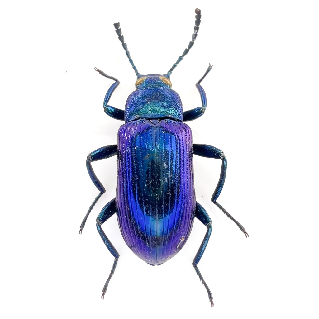 Otocerus cyanescens