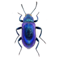 Otocerus cyanescens