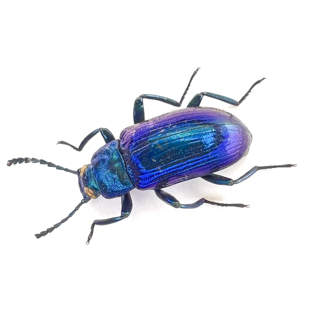Otocerus cyanescens