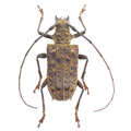 Polyrhaphis angustata