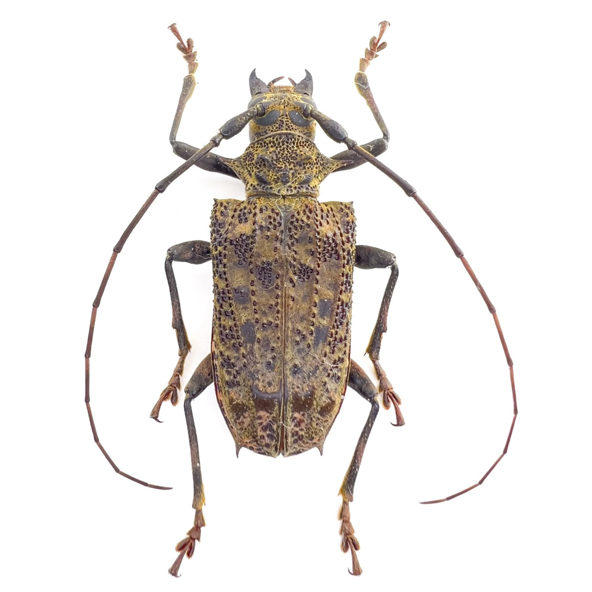 Polyrhaphis angustata