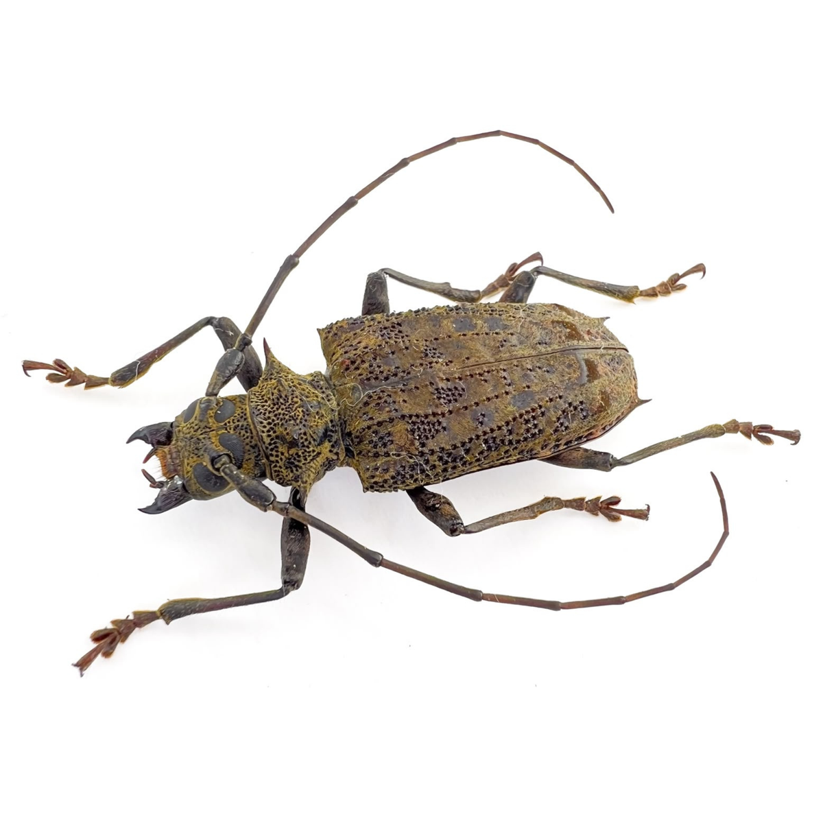 Polyrhaphis angustata