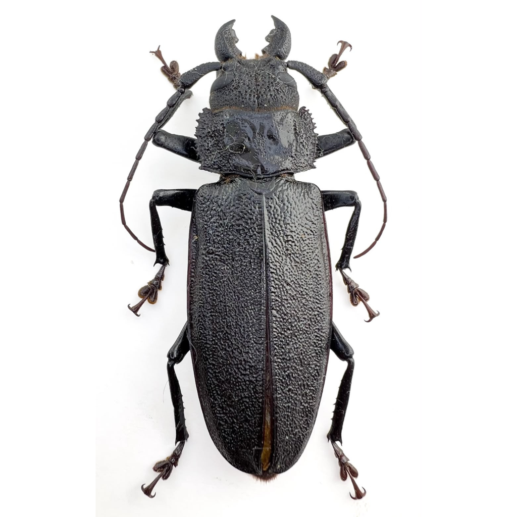 Physopleurus rugosus