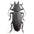 Physopleurus rugosus