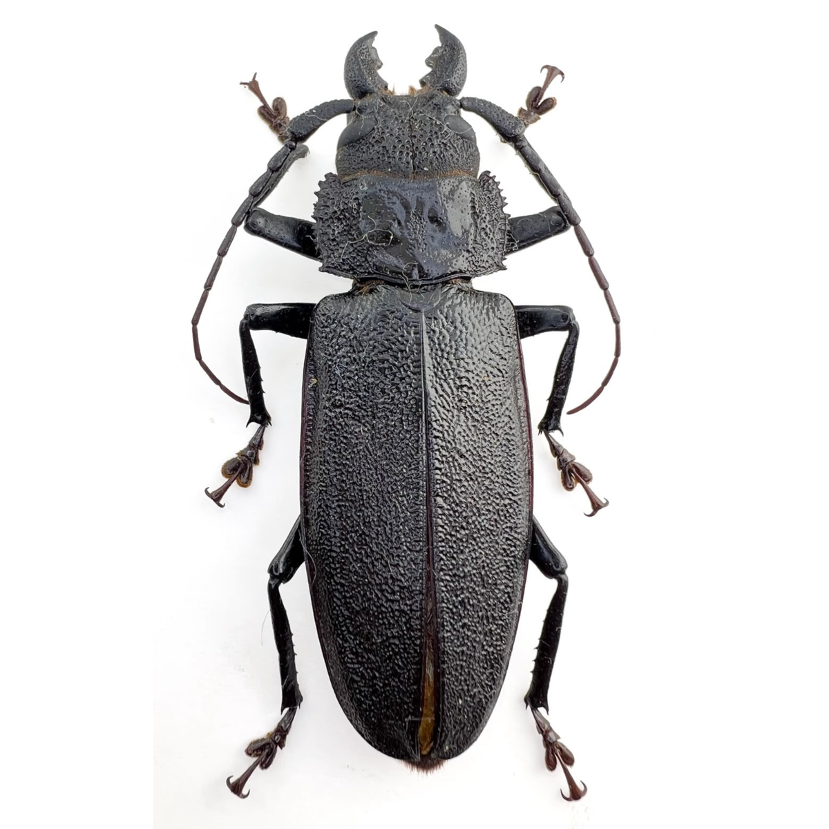 Physopleurus rugosus