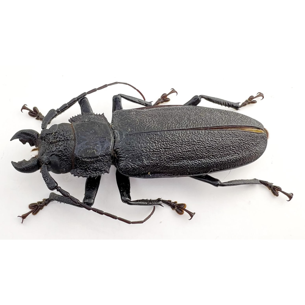 Physopleurus rugosus