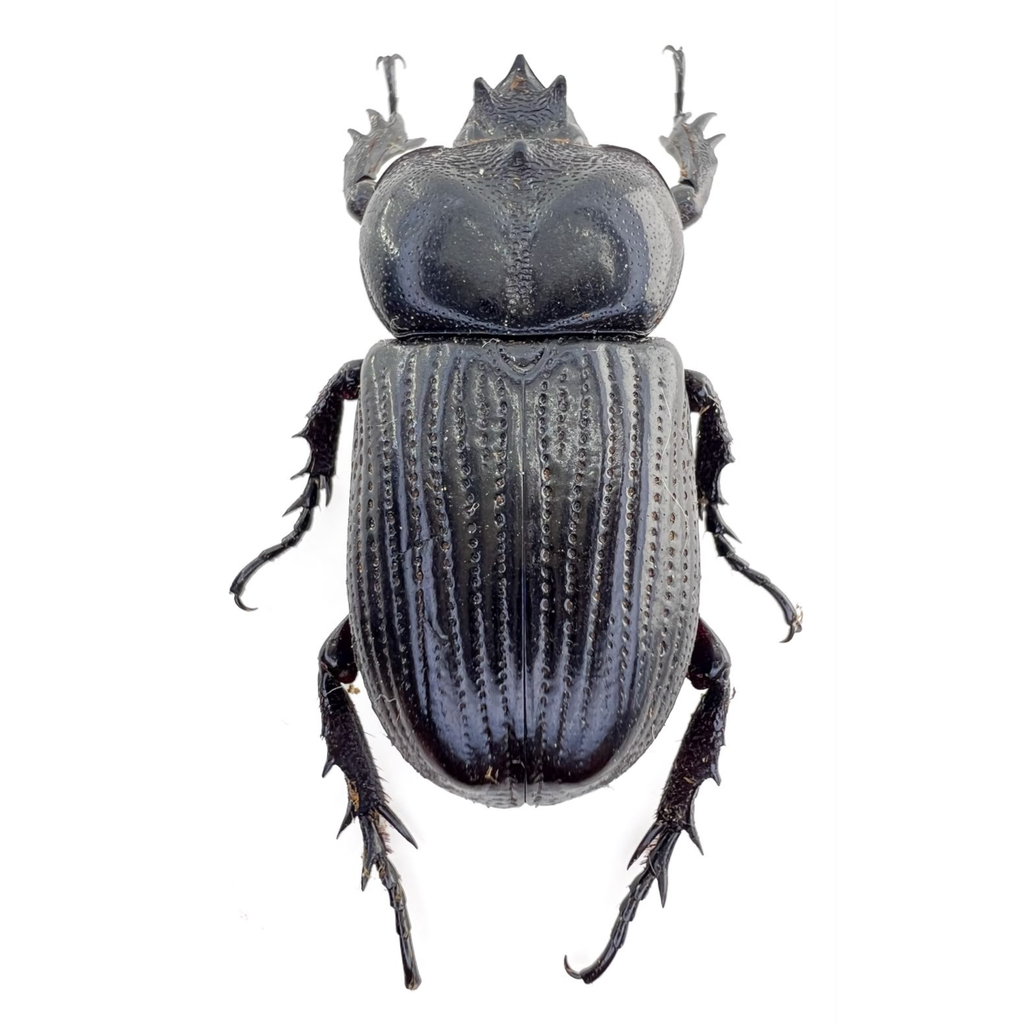 Scarabaeidae sp.