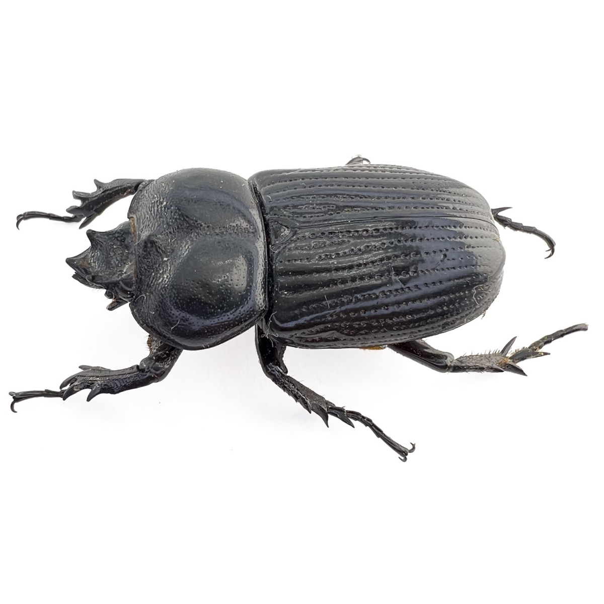 Scarabaeidae sp.