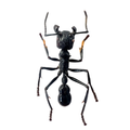 Paraponera clavata// Lot of 50 units