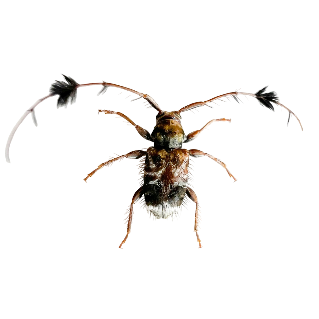 Cosmotoma adjunctum