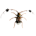 Cosmotoma adjunctum